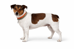 Lost Male Dog last seen Croom Rd, Brooksville, FL 34601