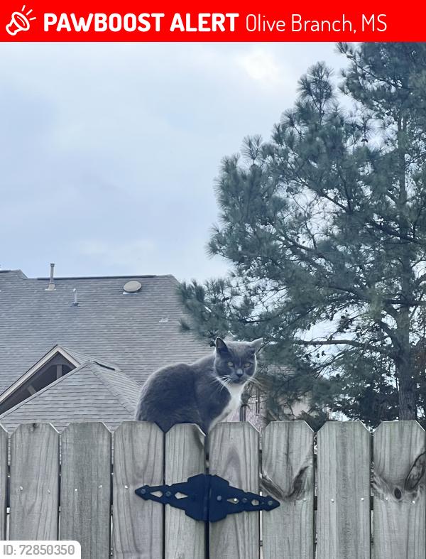 Lost Male Cat last seen Belmor Lakes Neighborhood near Dunn Ln , Olive Branch, MS 38654