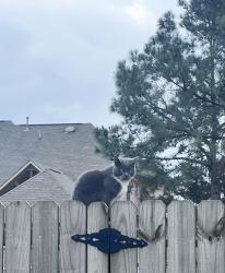 Lost Male Cat last seen Belmor Lakes Neighborhood near Dunn Ln , Olive Branch, MS 38654