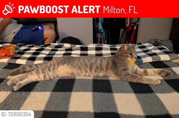 Found/Stray Male Cat last seen Buckskin Rd, Milton, FL 32570