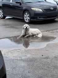 Found/Stray Male Dog last seen Body shops, Opa-locka, FL 33054
