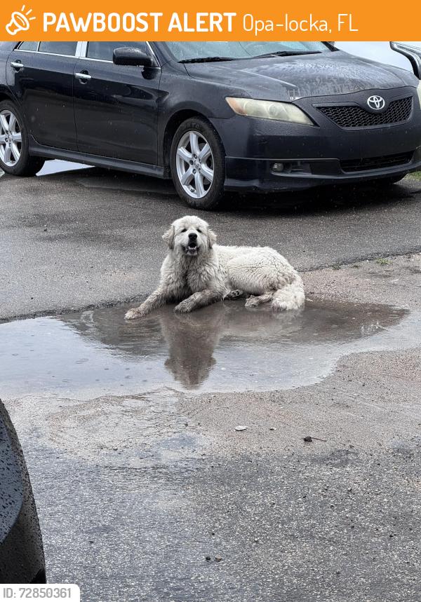 Found/Stray Male Dog last seen Body shops, Opa-locka, FL 33054
