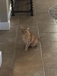 Reunited Male Cat last seen Shady Cove, Spring Branch, TX 78070
