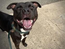 Shelter Stray Male Dog last seen CHARLOTTE, Charlotte, NC 28217