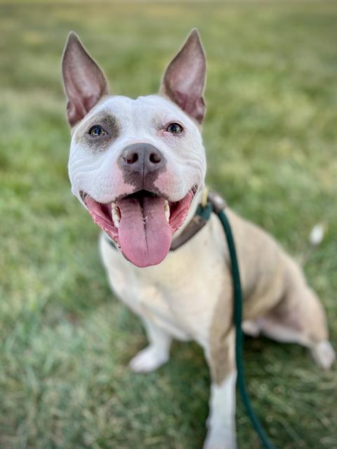Shelter Stray Female Dog last seen CHARLOTTE, Charlotte, NC 28217