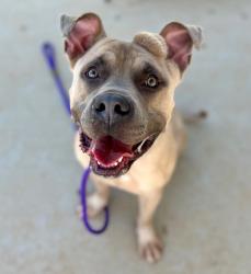 Shelter Stray Male Dog last seen CHARLOTTE, Charlotte, NC 28217