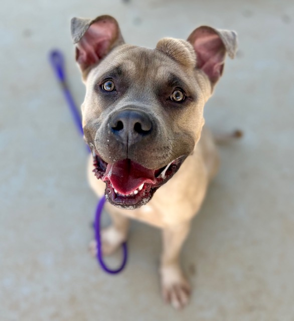 Shelter Stray Male Dog last seen CHARLOTTE, Charlotte, NC 28217