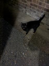 Found/Stray Male Cat last seen Communal courtyard at mousehold street, Norfolk, England NR3 1NL