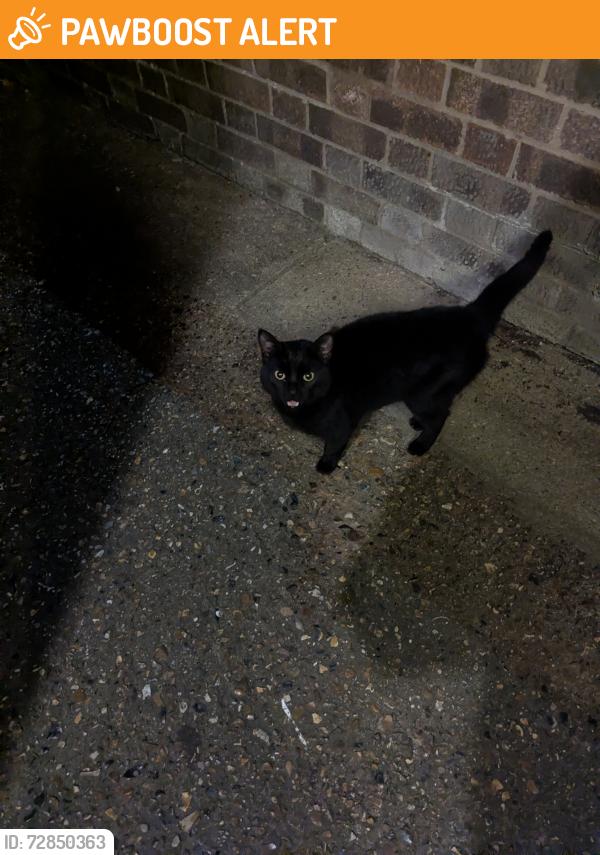 Found/Stray Male Cat last seen Communal courtyard at mousehold street, Norfolk, England NR3 1NL