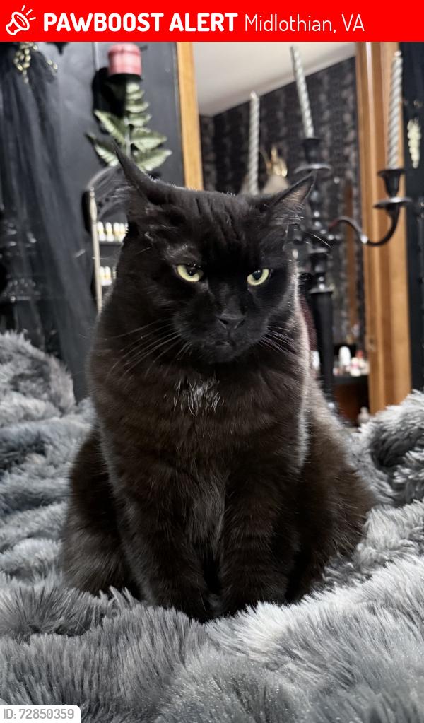 Lost Male Cat last seen Winterberry ridge and millridge parkway, Midlothian, VA 23112
