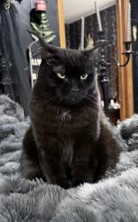Lost Male Cat last seen Winterberry ridge and millridge parkway, Midlothian, VA 23112