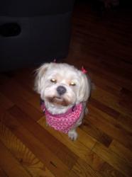 Lost Unknown Dog last seen Mlk Mt Hope intersection , Lansing, MI 48910