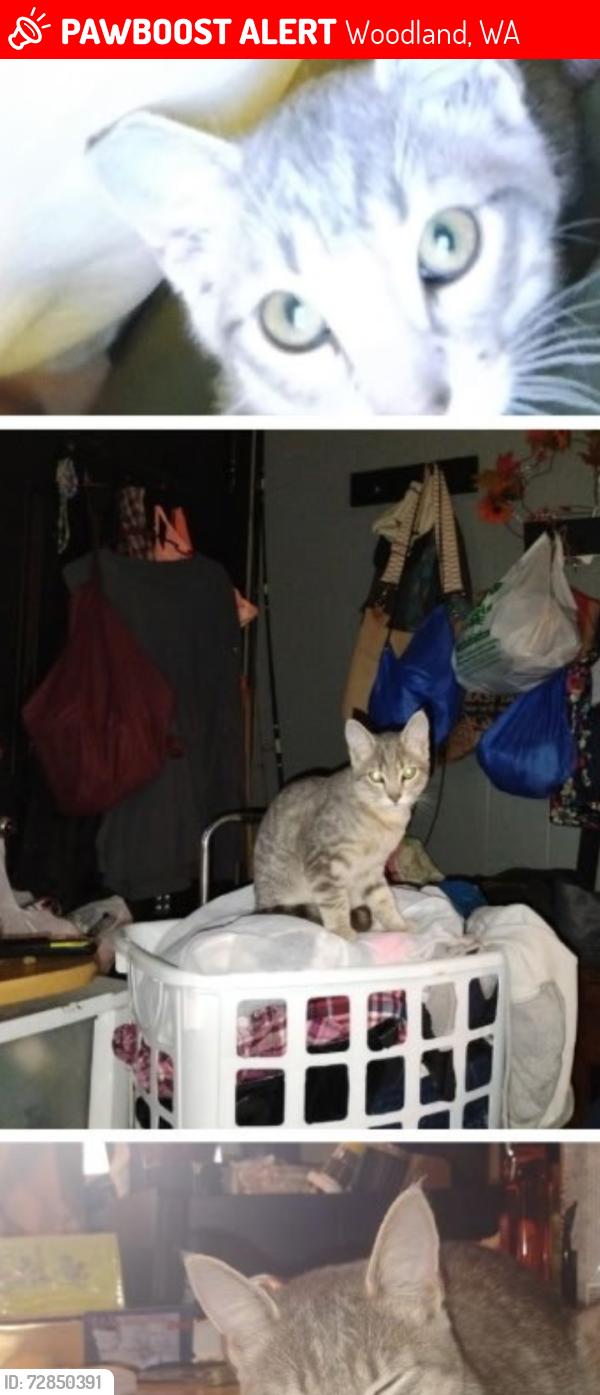 Lost Female Cat last seen Hoffman/ Park, Woodland, WA 98674