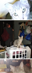 Lost Female Cat last seen Hoffman/ Park, Woodland, WA 98674