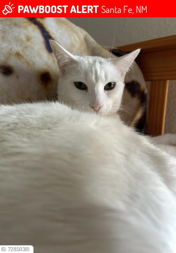 Lost Female Cat last seen The Bluffs at Tierra Contenta apmts Jaguar Dr  Santa Fe NM , Santa Fe, NM 87501