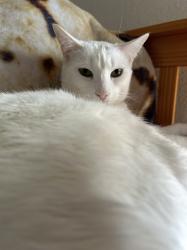 Lost Female Cat last seen The Bluffs at Tierra Contenta apmts Jaguar Dr  Santa Fe NM , Santa Fe, NM 87501