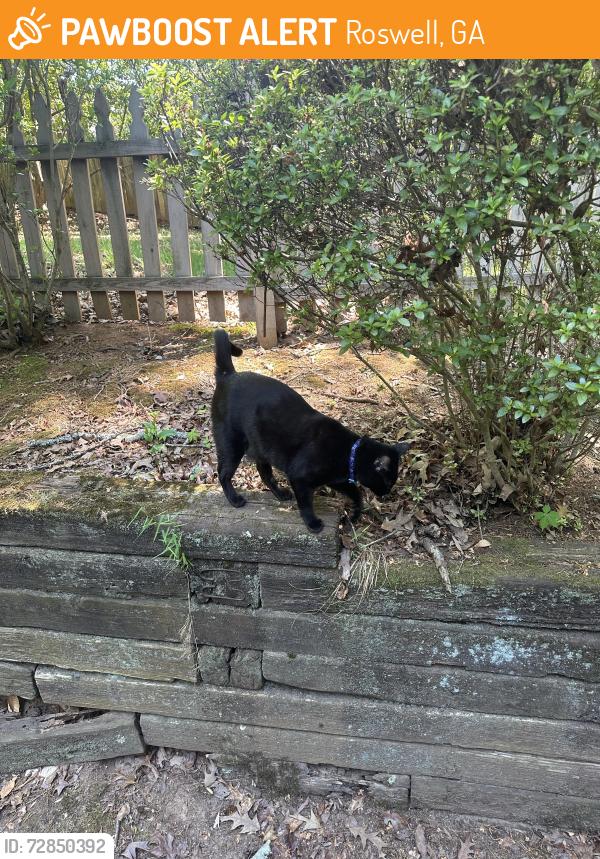 Found/Stray Unknown Cat last seen Spring ridge neighborhood , Roswell, GA 30076