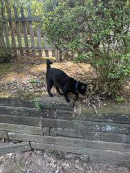 Found/Stray Unknown Cat last seen Spring ridge neighborhood , Roswell, GA 30076