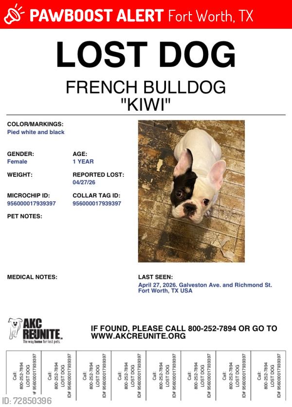 Lost Female Dog last seen Allen and S. Main st, Fort Worth, TX 76104