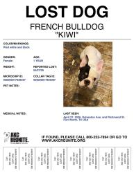 Lost Female Dog last seen Allen and S. Main st, Fort Worth, TX 76104