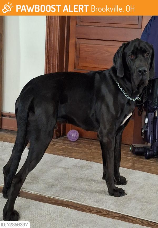 Found/Stray Male Dog last seen Hill Street and Western Avenue , Brookville, OH 45309