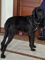 Found/Stray Male Dog last seen Hill Street and Western Avenue , Brookville, OH 45309