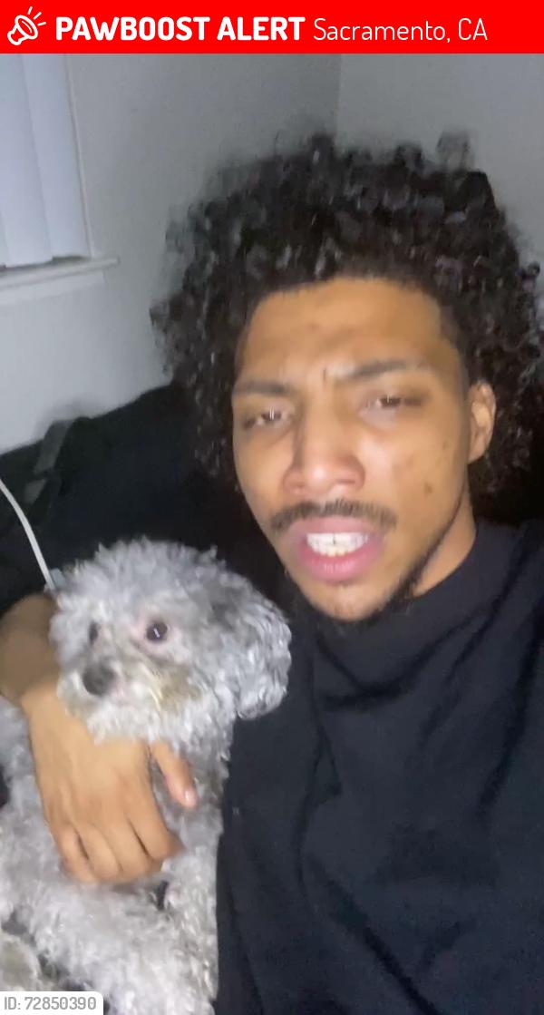 Lost Male Dog last seen Auburn blvd , Sacramento, CA 95821