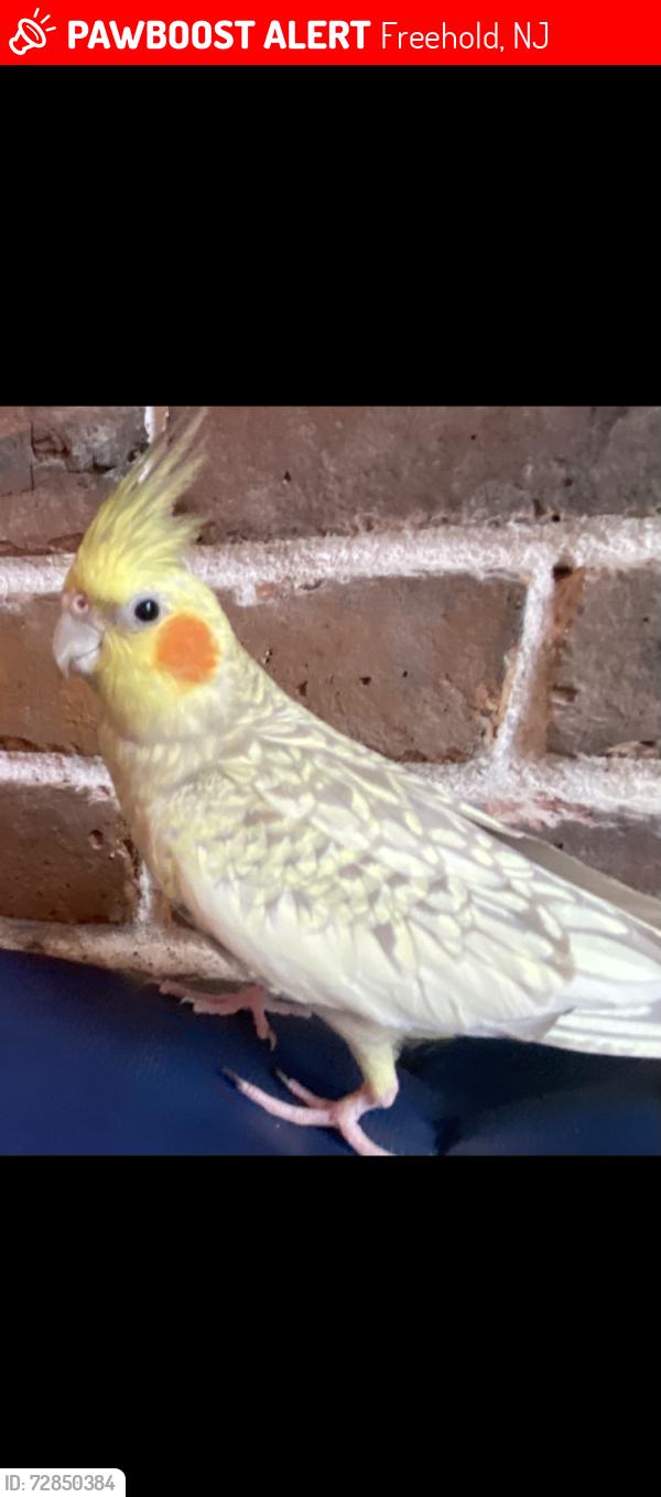 Lost Female Bird last seen Freehold thorckmorton st and main st, Freehold, NJ 07728