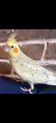 Lost Female Bird last seen Freehold thorckmorton st and main st, Freehold, NJ 07728