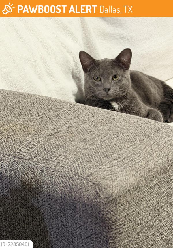 Found/Stray Male Cat last seen Whitehurst and audelia, Dallas, TX 75201