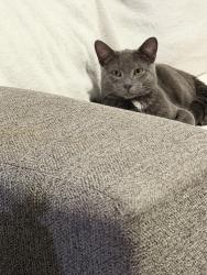 Found/Stray Male Cat last seen Whitehurst and audelia, Dallas, TX 75201