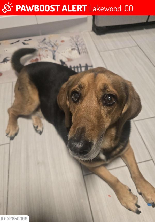 Lost Female Dog last seen Wadworth and Mississippi, Lakewood, CO 80226