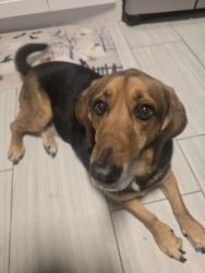 Lost Female Dog last seen Wadworth and Mississippi , Lakewood, CO 80226