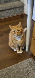 Lost Male Cat last seen Wexwood Grove, Whiston, England L35