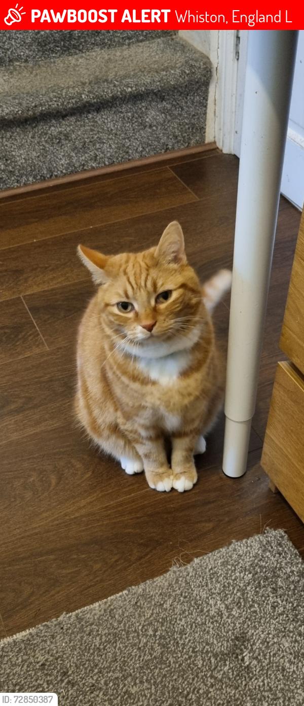 Lost Male Cat last seen Wexwood Grove, Whiston, England L35