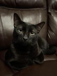 Lost Male Cat last seen belmont and kenneth, Chicago, IL 60641