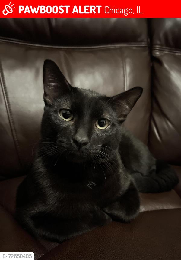 Lost Male Cat last seen belmont and kenneth, Chicago, IL 60641