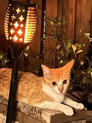 Reunited Female Cat last seen NE 6th oakland park fl, Oakland Park, FL 33334