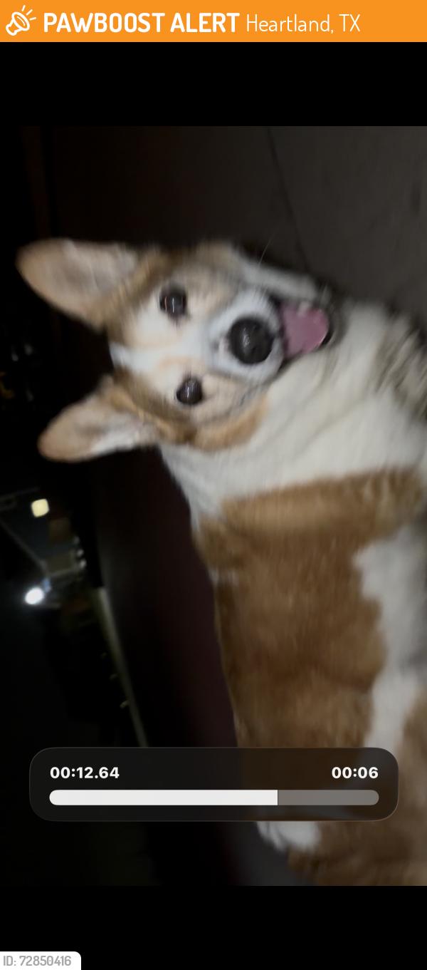 Found/Stray Male Dog last seen  town and Apple Creek, Heartland, TX 75114