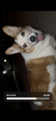 Found/Stray Male Dog last seen  town and Apple Creek, Heartland, TX 75114