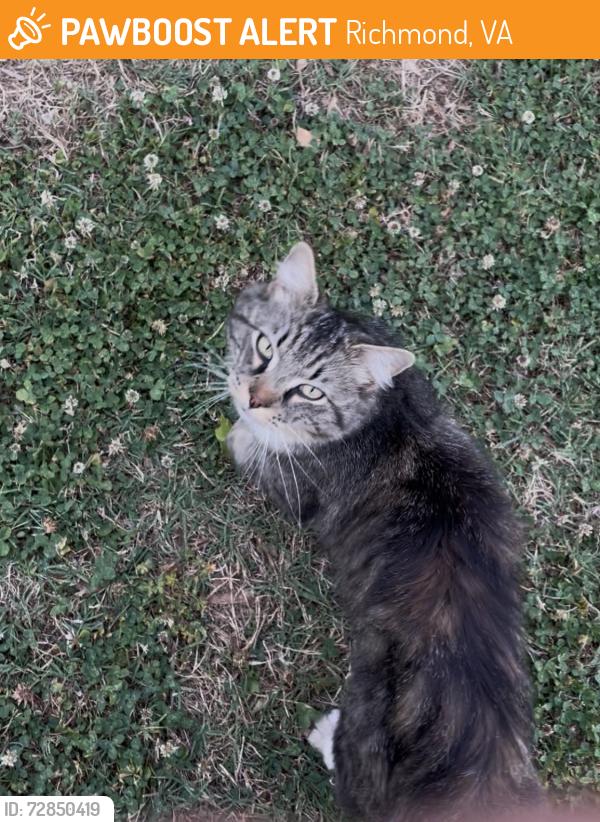Found/Stray Unknown Cat last seen Hardwood, Bowen , Richmond, VA 23224