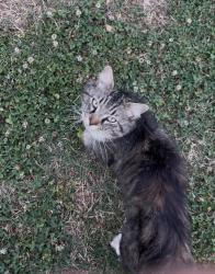Found/Stray Unknown Cat last seen Hardwood, Bowen , Richmond, VA 23224