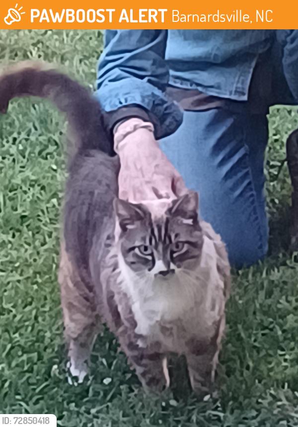 Found/Stray Unknown Cat last seen Horseshoe Trail and Buckner Branch Road, Barnardsville, NC 28709