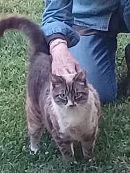 Found/Stray Unknown Cat last seen Horseshoe Trail and Buckner Branch Road, Barnardsville, NC 28709