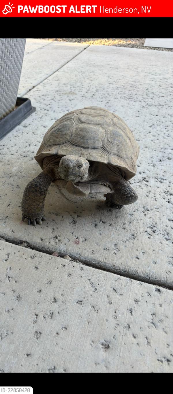Lost Male Other last seen Anthem country club in Bel Meadow, Henderson, NV 89052