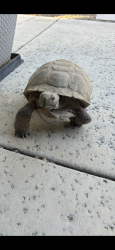 Lost Male Other last seen Anthem country club in Bel Meadow, Henderson, NV 89052