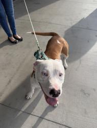 Found/Stray Male Dog last seen Walmart, Grovetown, GA 30813