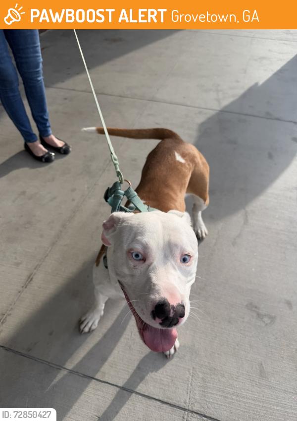 Found/Stray Male Dog last seen Walmart, Grovetown, GA 30813