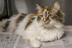 Shelter Stray Female Cat last seen CHARLOTTE, Charlotte, NC 28217