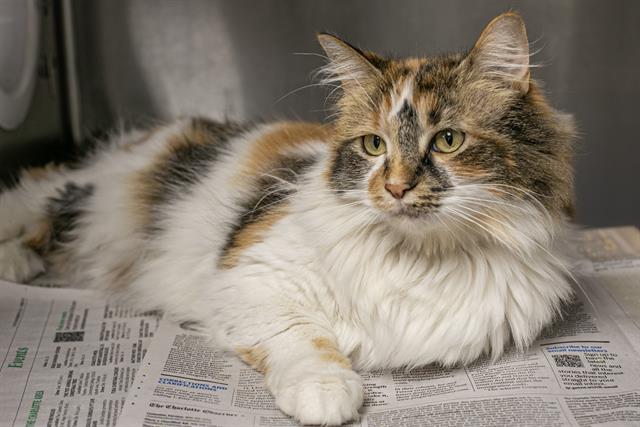 Shelter Stray Female Cat last seen CHARLOTTE, Charlotte, NC 28217